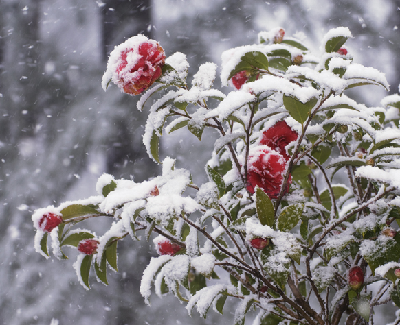 camellia in snow