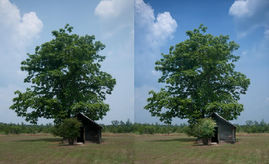 catalpa tree