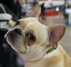 French-bulldog-winnie JOE4825