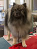 Keeshond-buster JOE4850