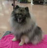 Keeshond JOE4668