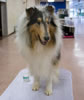 Rough-collie-River JOE5013