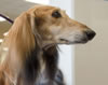 Saluki-ally JOE4920