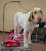 Spinone-flash JOE4716