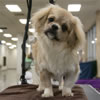 Tibetan-spaniel-gracey JOE4751