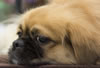 Tibetan-spaniel-sammy JOE4757