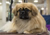 Tibetan-spaniel-sammy JOE4769