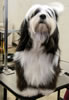 Tibetan-terrier-Dymer JOE4490