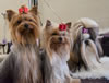 Yorkies-vanessa-fire-shih-tzu-honey JOE4545